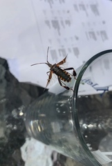 Leptoglossus clypealis