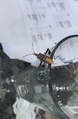 Leptoglossus clypealis