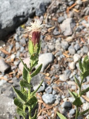 Brickellia greenei