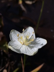 Parnassia