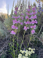 Penstemon subglaber, photograph (c) Parker James Lloyd, some rights reserved (CC BY)