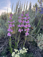 Penstemon subglaber, photograph (c) Parker James Lloyd, some rights reserved (CC BY)