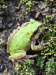 Hyla japonica