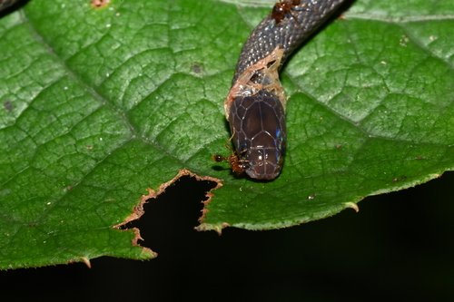 Achalinus yunkaiensis