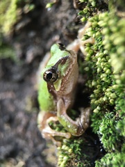 Hyla japonica