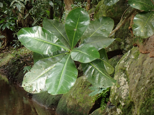 Barringtonia asiatica observed 2025-06-27