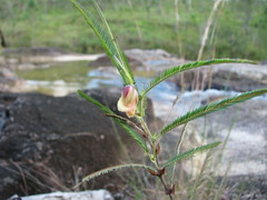 Chamaecrista flexuosa
