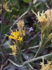 Ericameria parryi latior