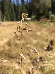 Anthoxanthum nitens nitens