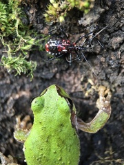 Agriosphodrus dohrni