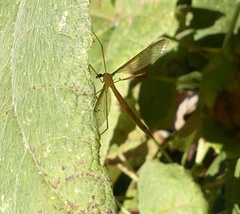 Tricyphona
