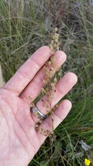Anthenantia