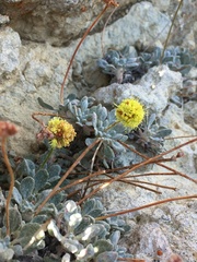 Eriogonum rosense