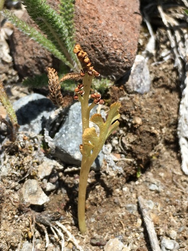 Trianglelobe moonwort (Botrychium ascendens)