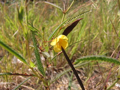 Chamaecrista flexuosa