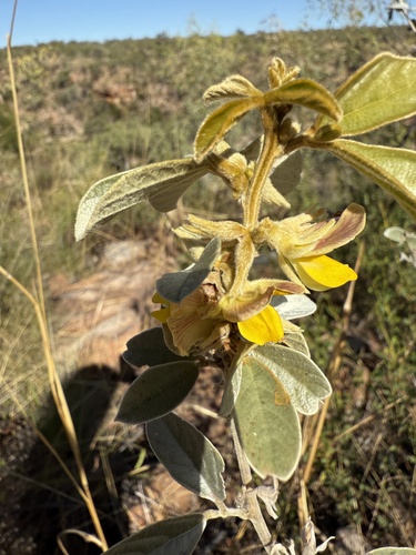 Cajanus crassicaulis