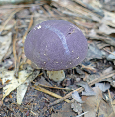 Tylopilus williamsii