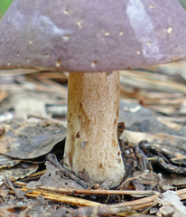 Tylopilus williamsii