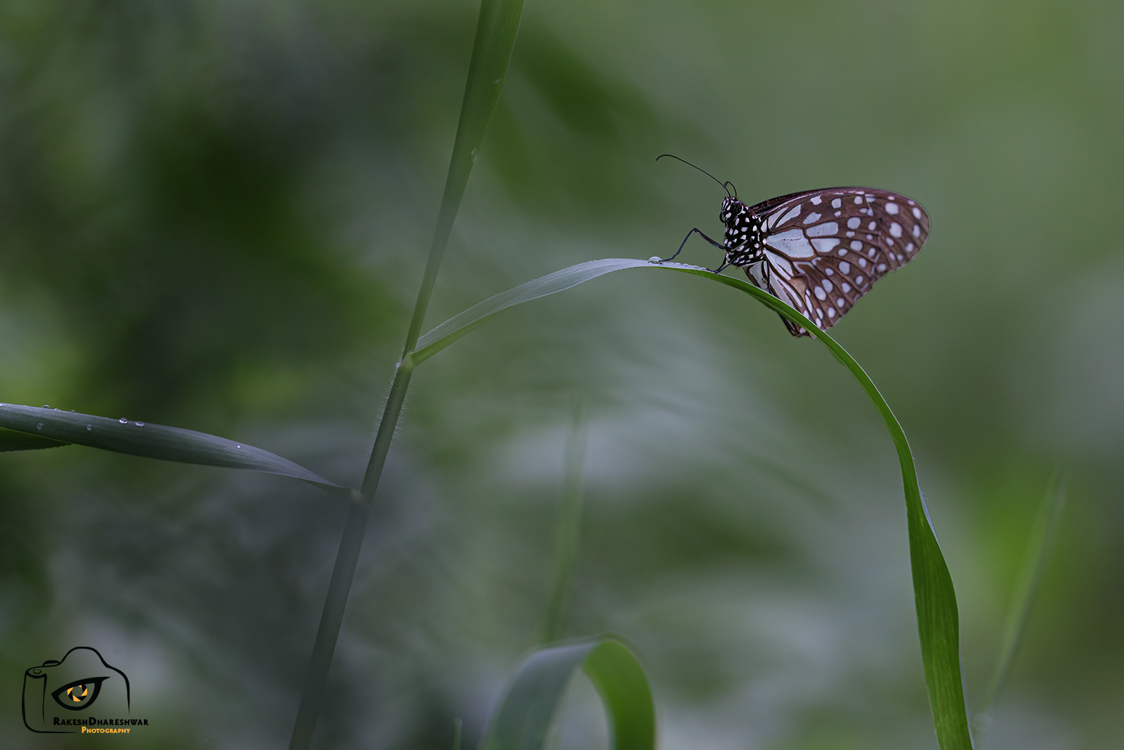 Blue Tiger