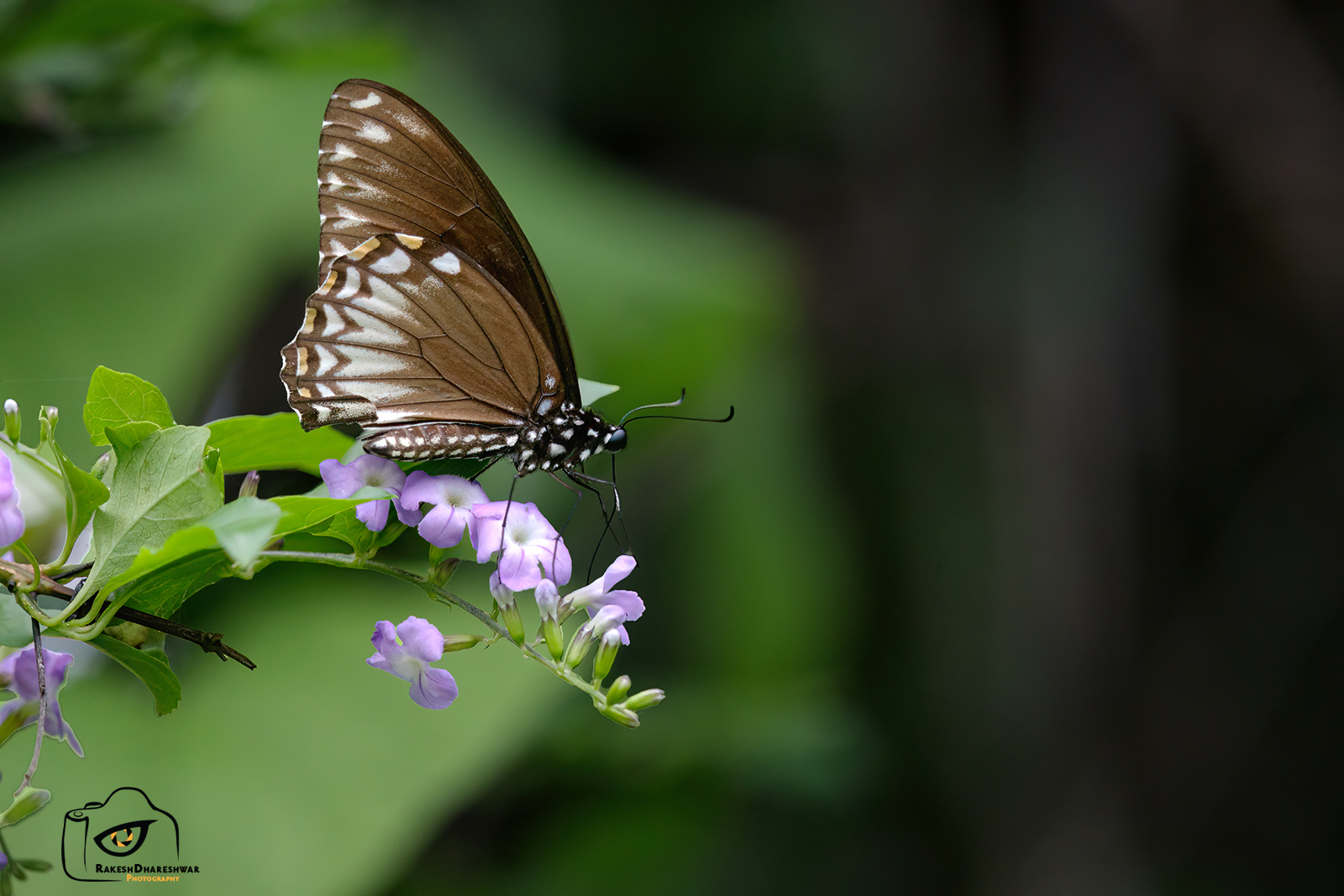 Common Mime
