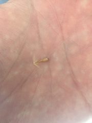 Angiospermae