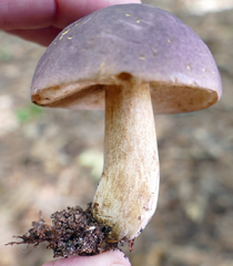 Tylopilus williamsii