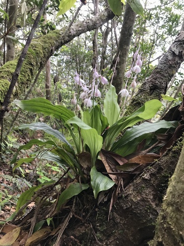 Calanthe aristulifera