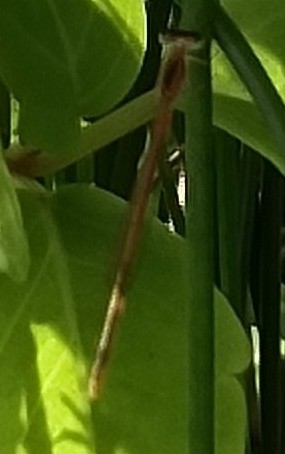 Pygmy Dartlet