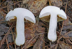 Tylopilus williamsii