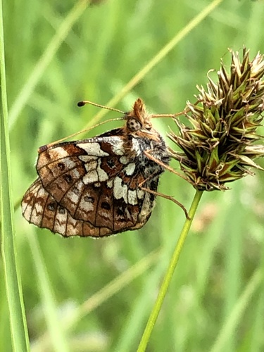 Relict Fritillary photo 2