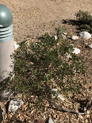 Arctostaphylos densiflora