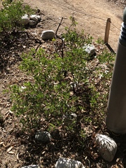 Arctostaphylos densiflora