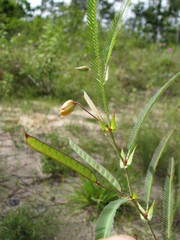 Chamaecrista flexuosa