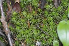 Dicranodontium denudatum