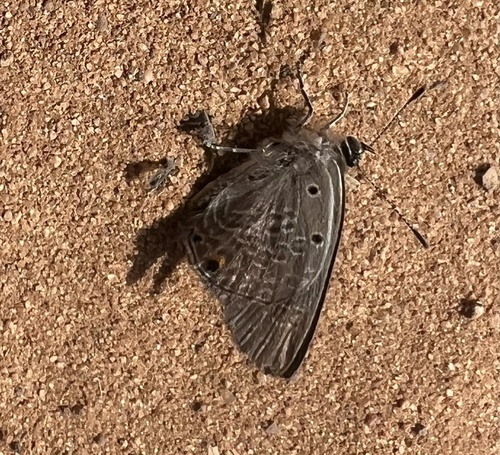 Lunulate Hairtail