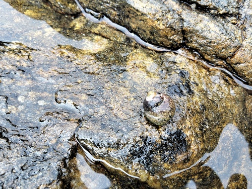 Phorcus lineatus