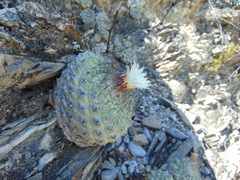 Strombocactus disciformis disciformis