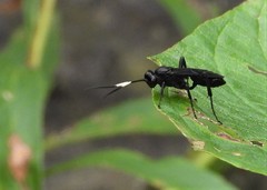 Cratichneumon unifasciatorius