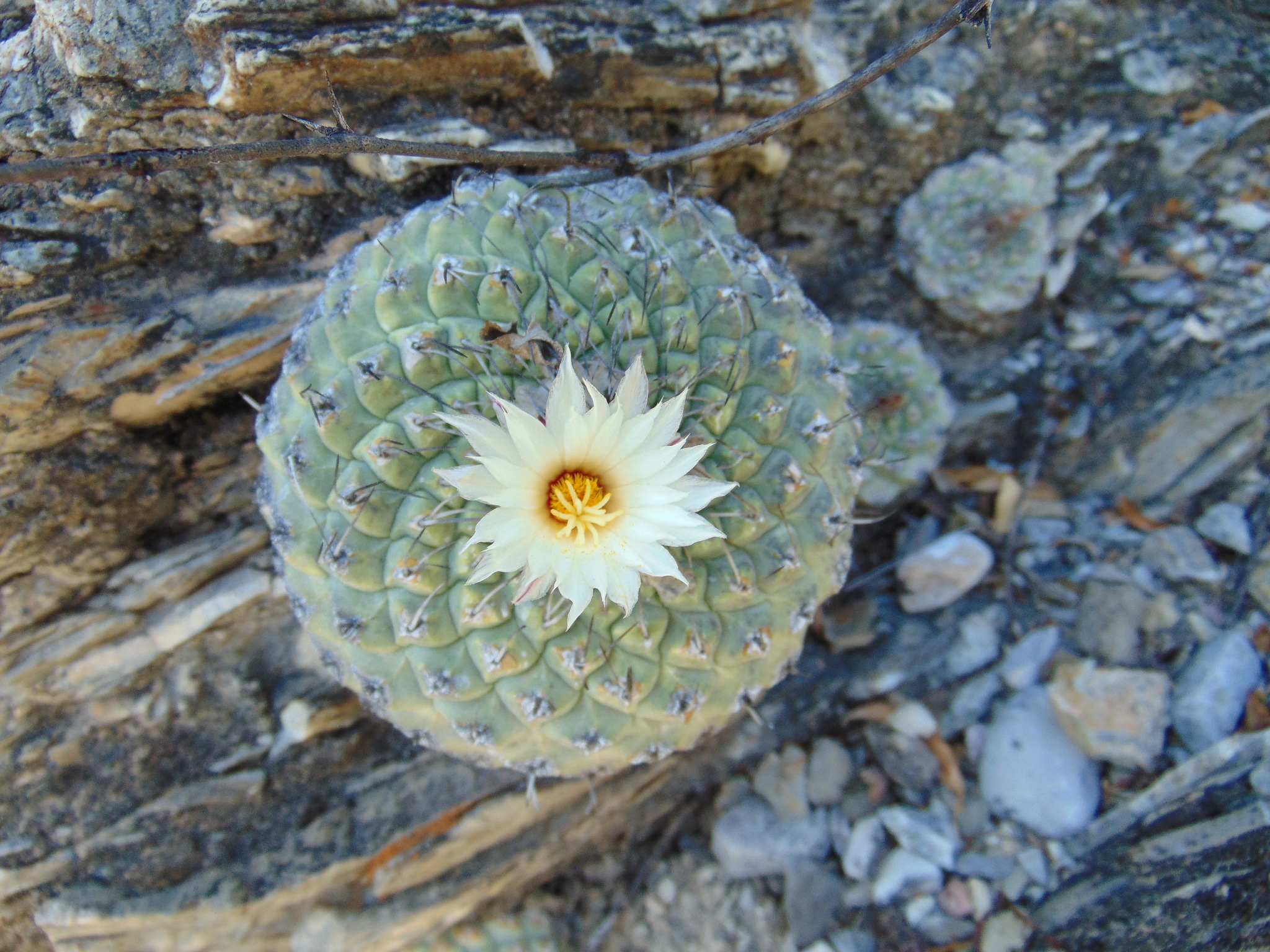 Strombocactus disciformis ssp. disciformis