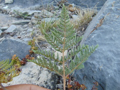 Cheilanthes leucopoda