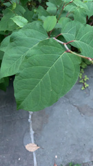 Reynoutria japonica