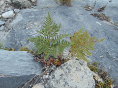 Cheilanthes leucopoda