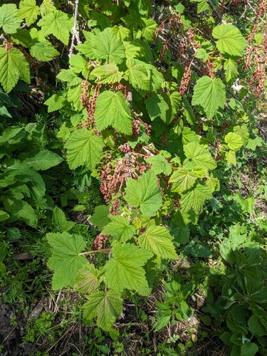 Ribes biebersteinii, photograph 6