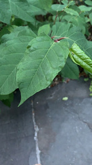 Reynoutria japonica