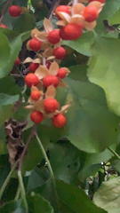 Celastrus orbiculatus