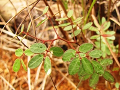 Chamaecrista hispidula