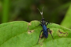 Cratichneumon unifasciatorius