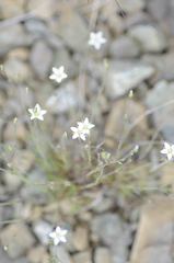 Sabulina dawsonensis