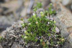 Arenaria humifusa