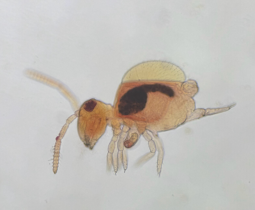 Bourletiella savona
